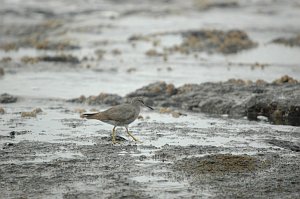 Sandpiper, Wandering Tattler, 2004-11056292